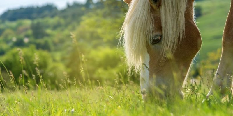 什麼是馬？概念、繁殖、特徵、棲息地和壽命