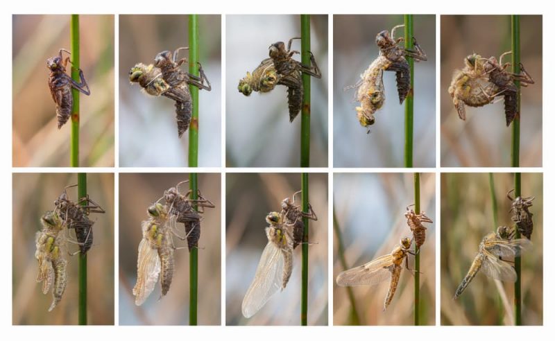 什麼是蜻蜓？概念、類型、特徵、生命週期和壽命