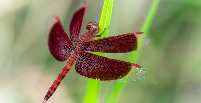 什麼是蜻蜓？概念、類型、特徵、生命週期和壽命