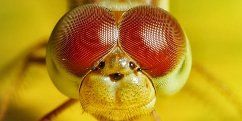 什麼是蜻蜓？概念、類型、特徵、生命週期和壽命