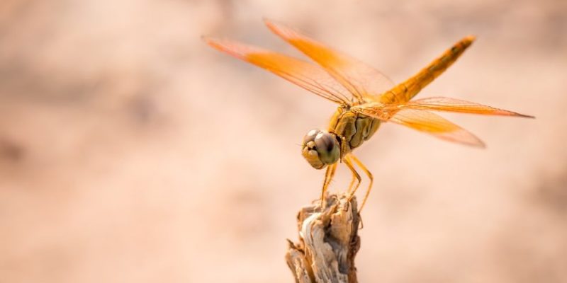 什麼是蜻蜓？概念、類型、特徵、生命週期和壽命