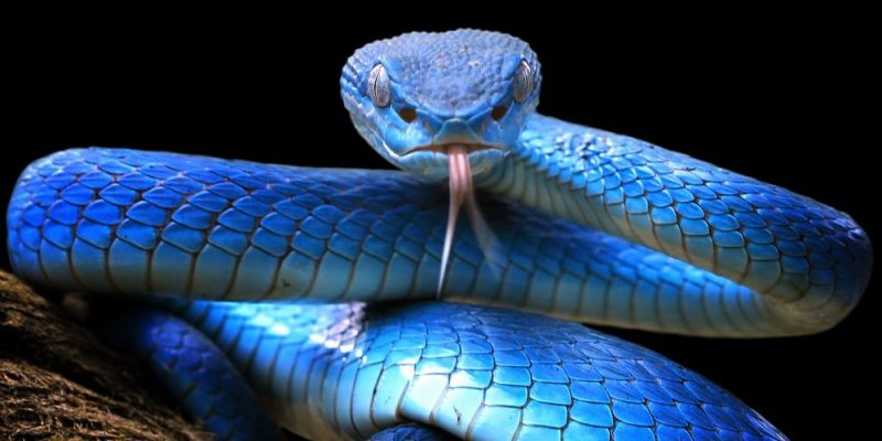 （動物王國的組織）動物界的分類是什麼、它的歷史