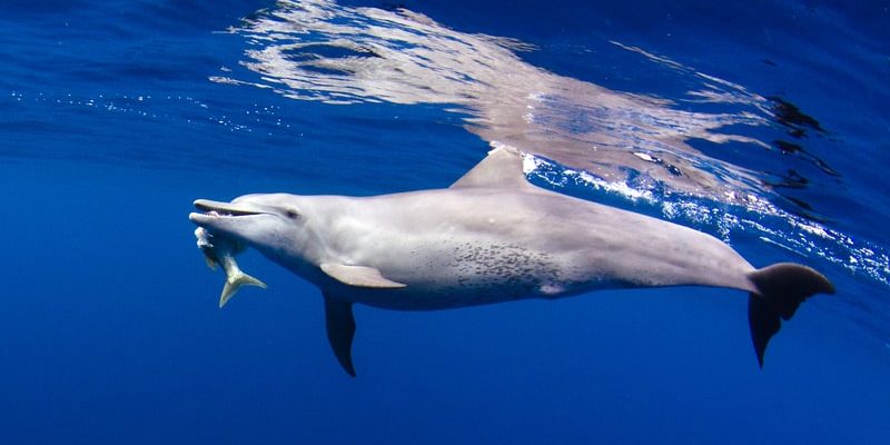 什麼是海豚？概念、棲息地、繁殖和其他特徵