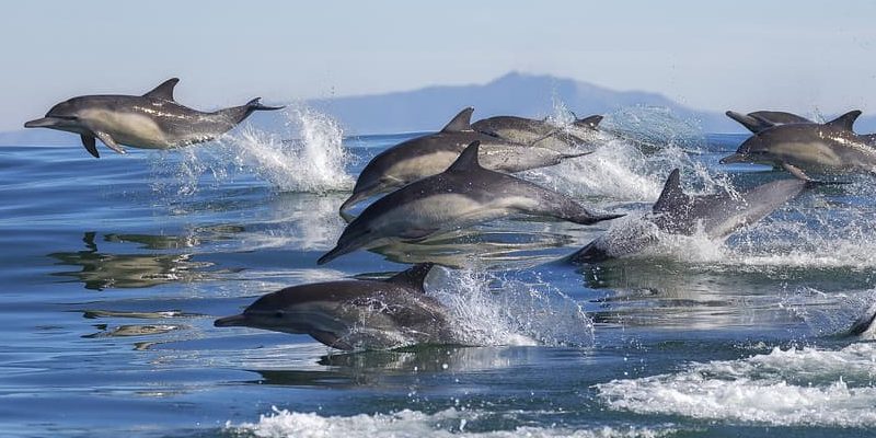 什麼是海豚？概念、棲息地、繁殖和其他特徵