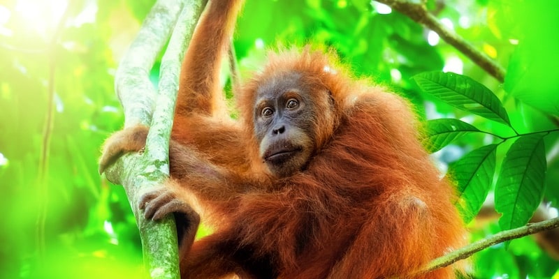 什麼是晝夜動物？概念、特徵和例子