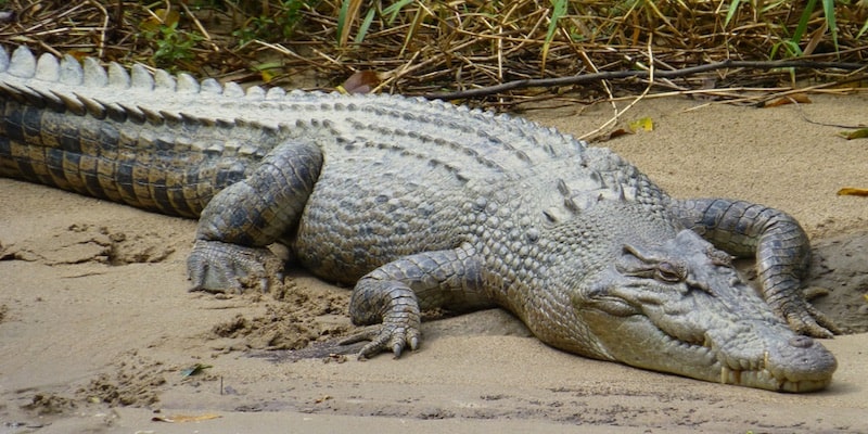 什麼是冷血動物？概念、棲息地、繁殖和其他特徵