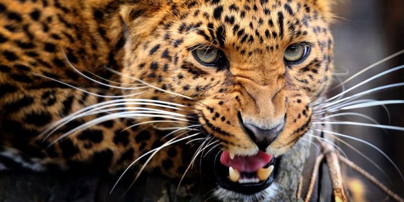 動物的一切、特徵、與人類關係、分類