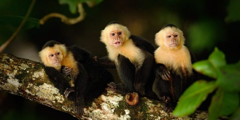 動物的一切、特徵、與人類關係、分類
