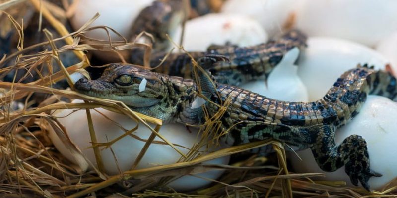 什麼是鱷魚？概念、棲息地、繁殖和其他特徵