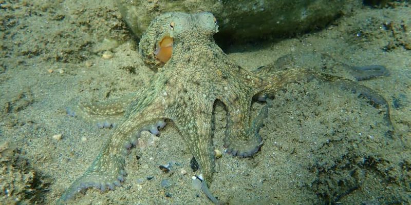 什麼是章魚？概念、棲息地、繁殖和其他特徵