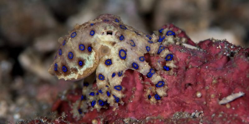 什麼是章魚？概念、棲息地、繁殖和其他特徵