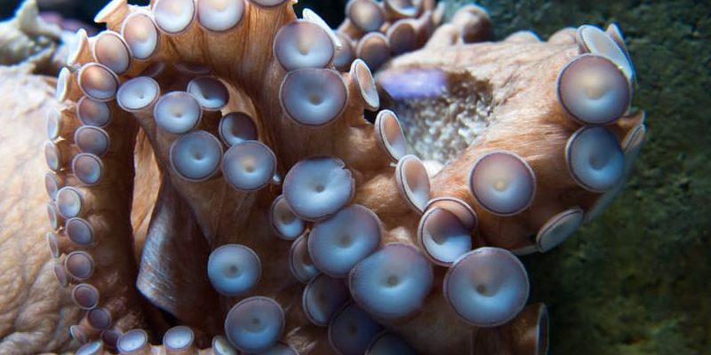 什麼是章魚？概念、棲息地、繁殖和其他特徵