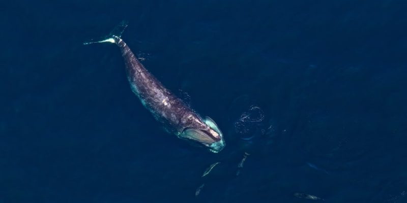 什麼是鯨魚？概念、棲息地、繁殖和其他特徵