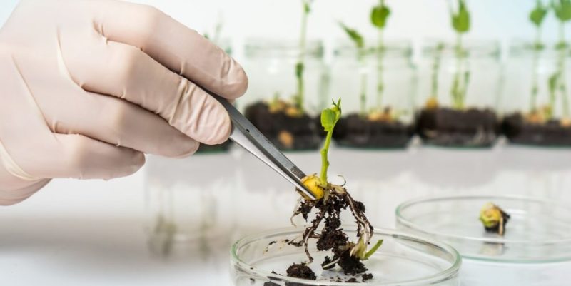什麼是生物技術？它的歷史、類型和用途