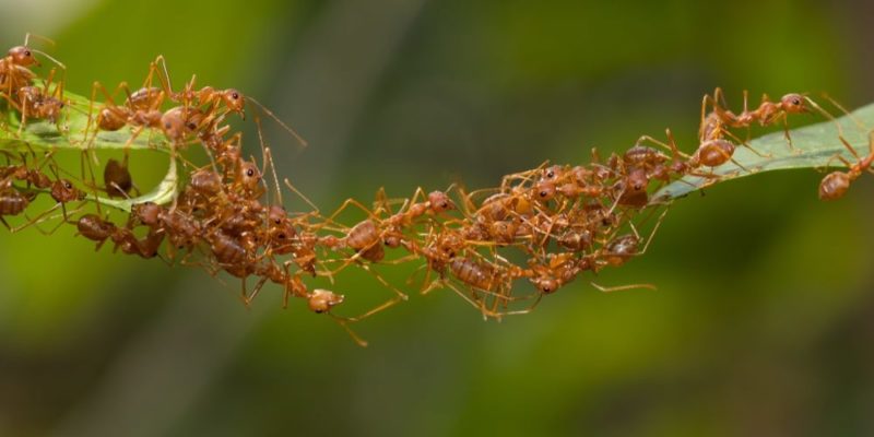 什麼是工作團隊？概念、角色、類型和特徵