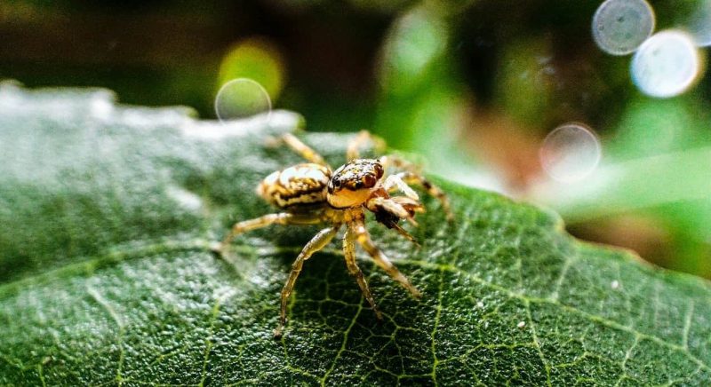 什麼是無脊椎動物？？概念、分類以及例子