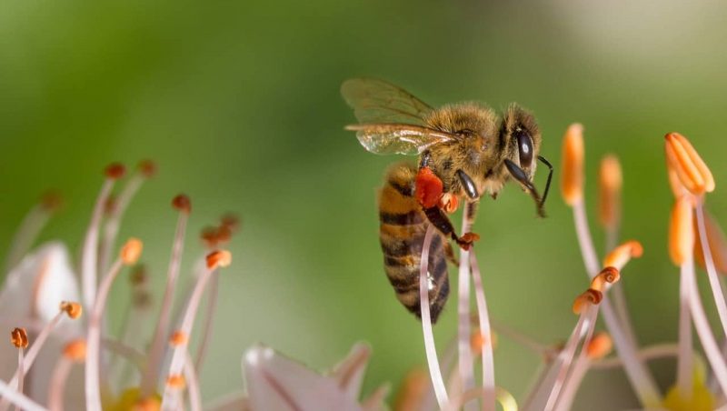 什麼是無脊椎動物？？概念、分類以及例子