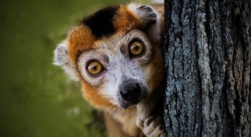 什麼是脊椎動物？概念、特徵、分類以及例子