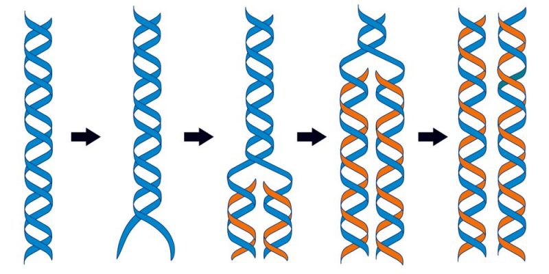 DNA 是什麼？概念、生命重要性、結構、DNA 複製和 RNA 差異