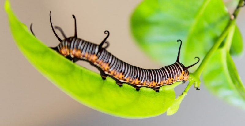 什麼是生物學？概念、特徵、歷史、重要性、輔助科學和分支