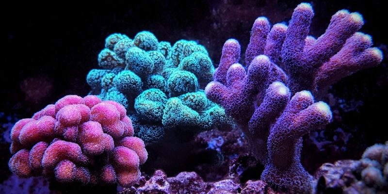 什麼是水生生態系統？概念、特徵、分類、水生生態系的例子