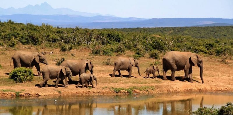 什麼是生物因素？概念、特徵、分類以及與非生物因素的關係