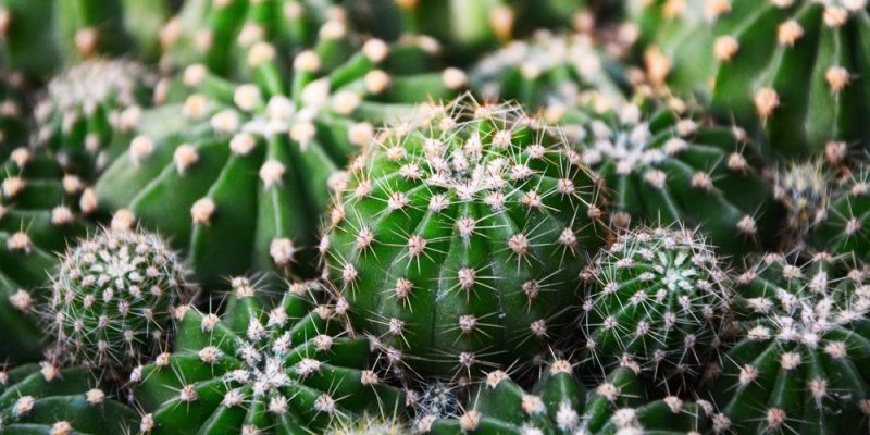 什麼是生物的適應？概念、特徵、存在哪些類型
