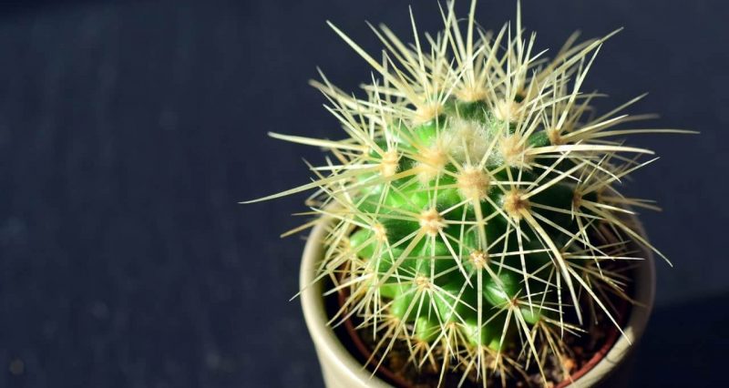 什麼是自養生物和異養生物？概念、特徵、分類意味和例子