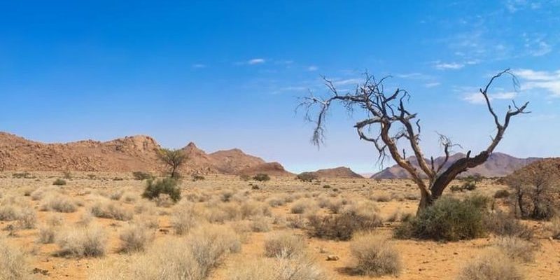 什麼是生物群落？概念、特徵、存在類型以及例子