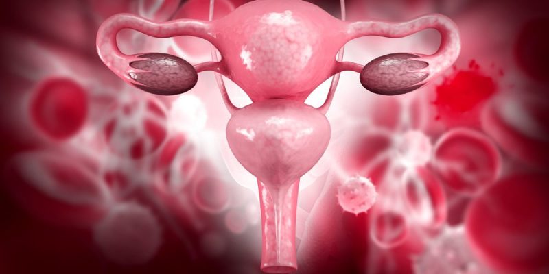 什麼是女性生殖系統？概念、主要功能、組成部分、可能疾病