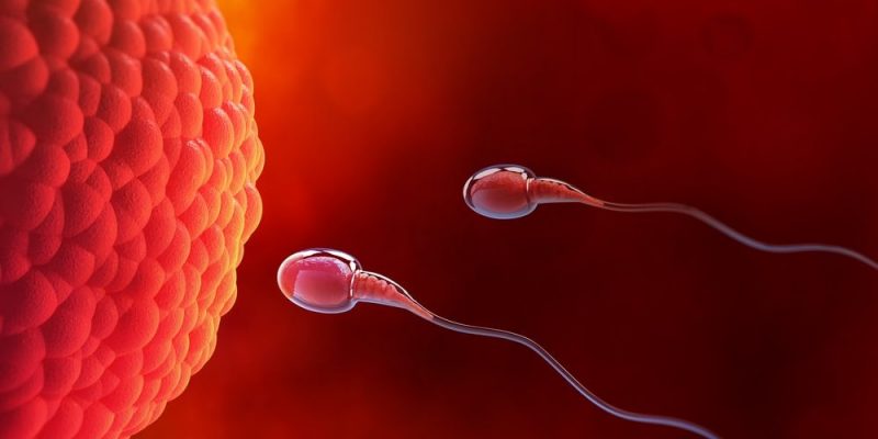 什麼是女性生殖系統？概念、主要功能、組成部分、可能疾病