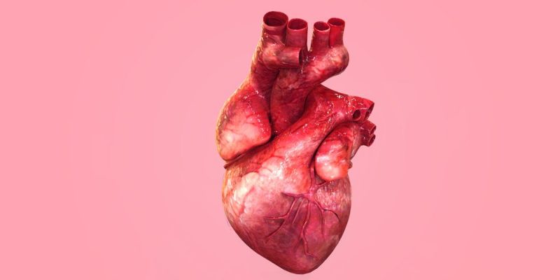 什麼是循環系統？概念、主要功能、它的組成部分及可能疾病
