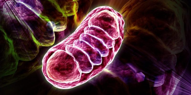 什麼是粒線體？概念、特徵、細胞器起源、主要功能和結構