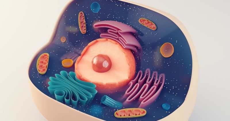 什麼是動物細胞？概念、起源理論、組成部分與植物細胞的區別。