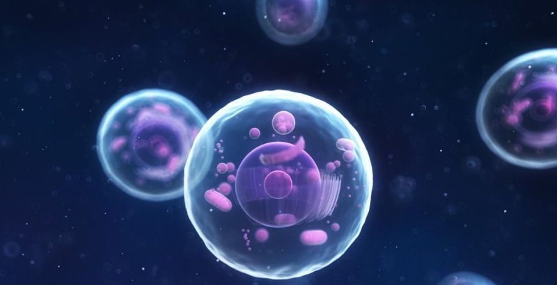 什麼是細胞？概念、存在類型、組成部分和功能