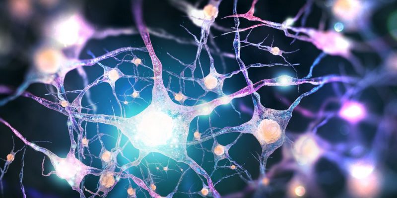 什麼是突觸？概念、特徵、存在類型和疾病影響