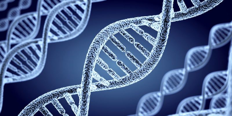 什麼是染色體？概念、特徵、結構組成、主要功能和類型