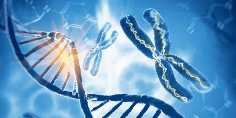 什麼是染色體？概念、特徵、結構組成、主要功能和類型