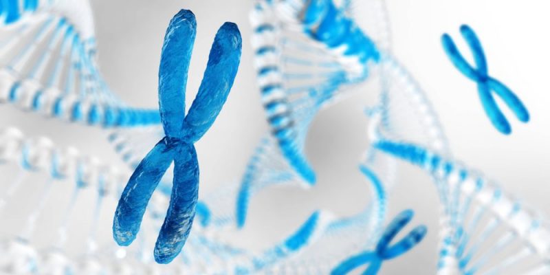 什麼是染色體？概念、特徵、結構組成、主要功能和類型