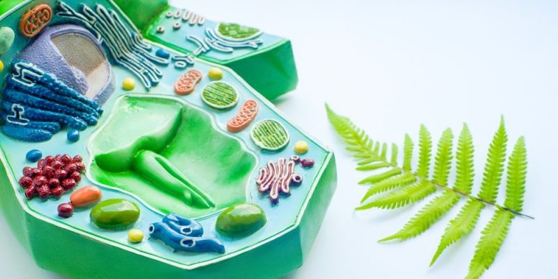 什麼是植物細胞？概念、分類、組成部分、類型與動物細胞差異