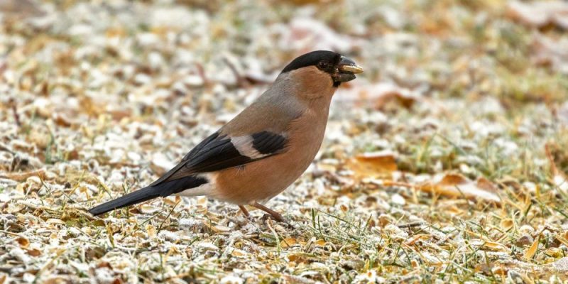 什麼是生物？概念、特徵、生命週期、重要功能和類型