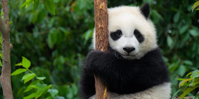 什麼是生物？概念、特徵、生命週期、重要功能和類型