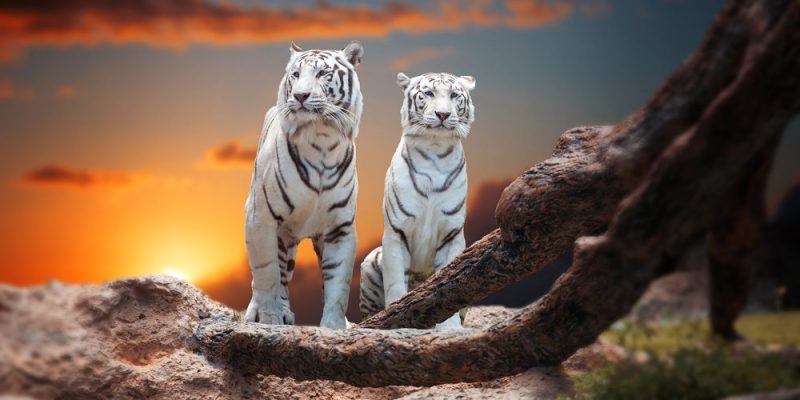 什麼是生物？概念、特徵、生命週期、重要功能和類型