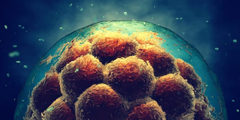 什麼是精子發生？概念、階段、無精子症和卵子發生組成