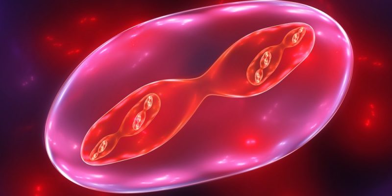 什麼是精子發生？概念、階段、無精子症和卵子發生組成