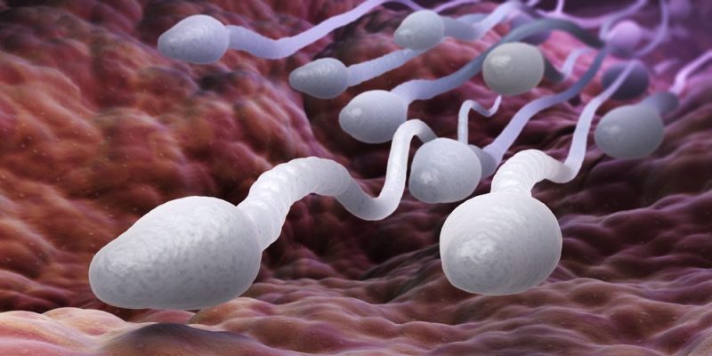什麼是精子發生？概念、階段、無精子症和卵子發生組成