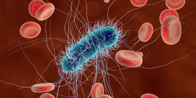 什麼是細菌？概念、存在類型、結構、例子以及與病毒差異