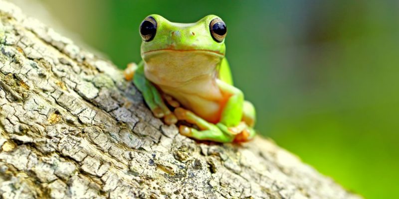 什麼是動物呼吸？概念、過程組成、存在類型和範例