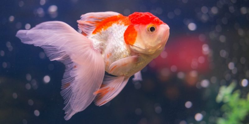 什麼是動物呼吸？概念、過程組成、存在類型和範例