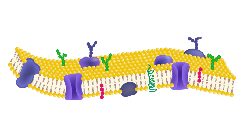 什麼是滲透？概念、存在類型、重要性、生物擴散以及例子
